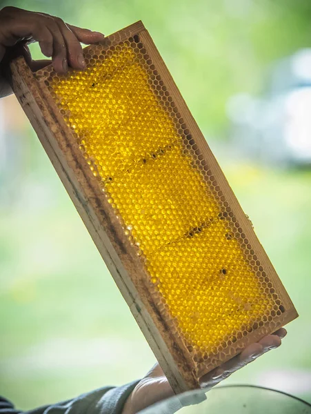 Lubiec. Polonia. 2018. Abejas y colmenas — Foto de Stock