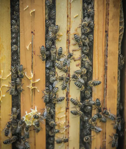 Lubiec. Polônia. 2018. Abelhas e colmeias — Fotografia de Stock