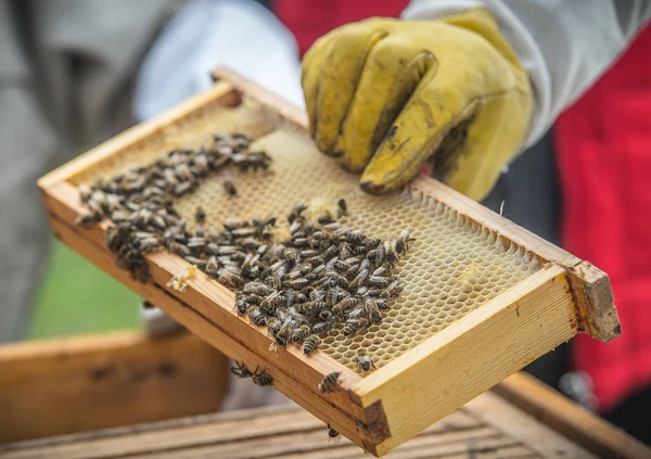 Lubiec vagyok. Lengyelország. 2018. Méhek és méhkaptárak — Stock Fotó