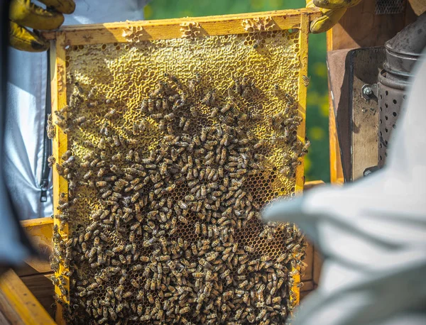 Lubiec. Polen. 2018. Bienen und Bienenstöcke — Stockfoto