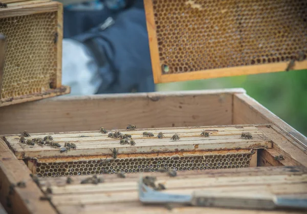 Lubiec. Polen. 2018. Bienen und Bienenstöcke — Stockfoto