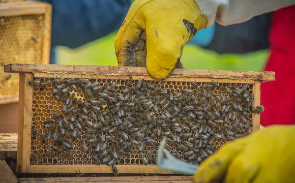 Lubiec. Polen. 2018. Bienen und Bienenstöcke — Stockfoto