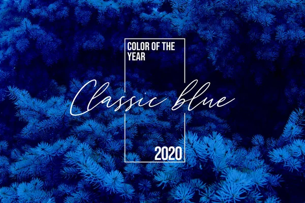 2020年のカラーとクラシックブルーのトウヒの背景、クラシックブルーのスウォッチと冬のモミの木とパントンパレット、背景として松の木、トレンドクラシックブルー2020色で着色. — ストック写真