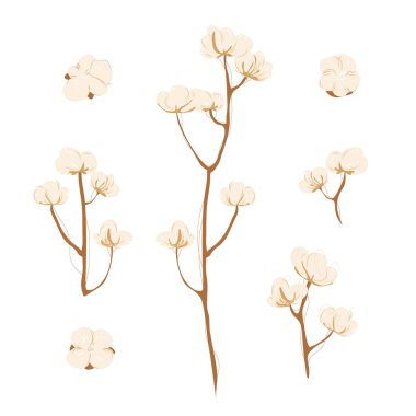 Beyaz arka planda çiçekli pamuk dalı. Kahvaltıda beyaz pamuklu çiçekler. Hafif pamuk çiçeği çizimi, düz yatıyordu..