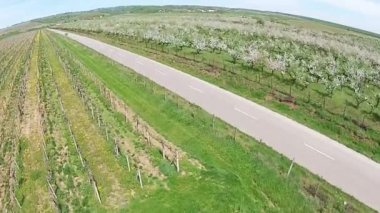 Kırsal yol arasında bağ ve meyve bahçesi, havadan görünümü