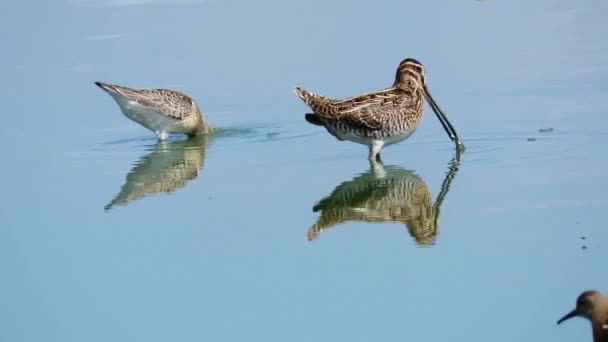 Curlew and snipe feeding in shallow water — Stock Video