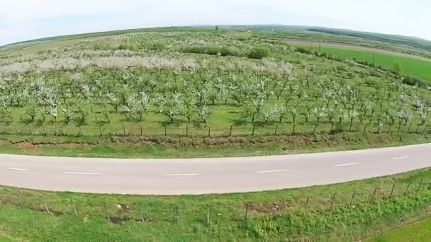 Rozkwitł sadu na wiosnę, widok z lotu ptaka — Wideo stockowe