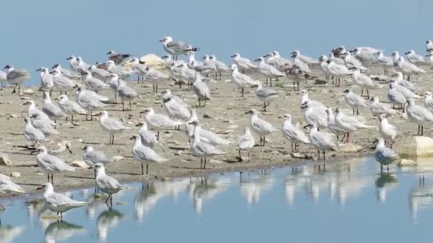 Shoreline flock of birds on sand dune — Stock Video