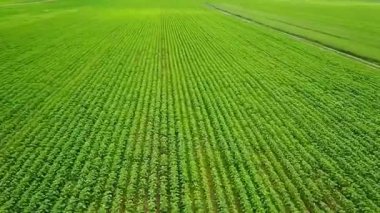 Ayçiçeği alan hava anket