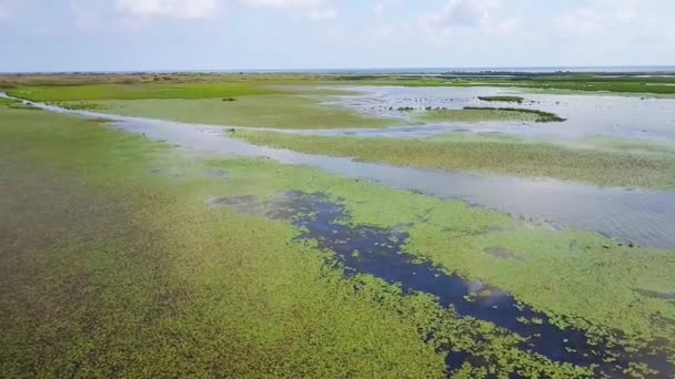 Habitat des zones humides dans le delta du Danube, Roumanie 