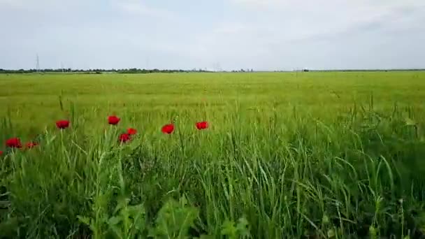 Poppies and wheat field — Stock Video