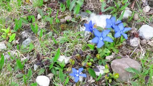 Spring gentian blowing in the wind — Stock Video