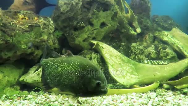 Peces piraña en acuario — Vídeo de stock