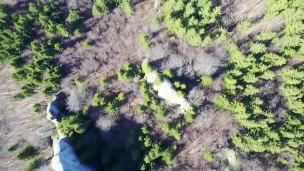 Forêt de sapins de montagne, survol aérien — Video