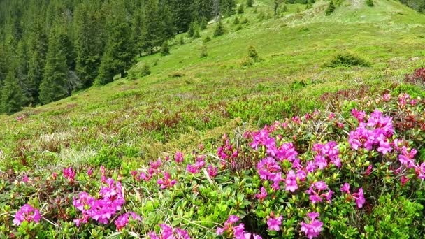 Blossomed rhododendron on alpine meadow — Stock Video