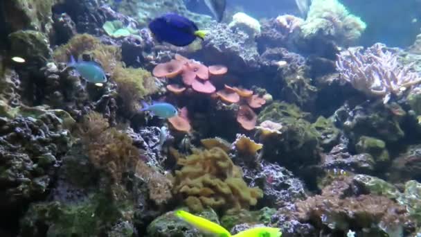 Tropische Fische im Aquarium mit Korallen — Stockvideo