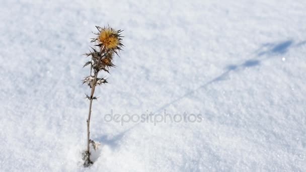 Kleine Kwetsbare Distel Bloem Blijvende Van Harde Wind Van Winter — Stockvideo