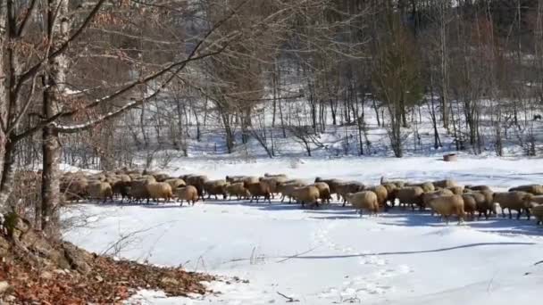 Стадо Овец Марширует Тропе Долины Зимой Над Слоем Снега — стоковое видео