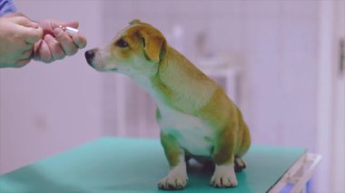 Veteriner şırınga hazırlıyor. Hayvan doktoru evcil bir köpeği aşılamaya hazırlanıyor. Enjeksiyon.