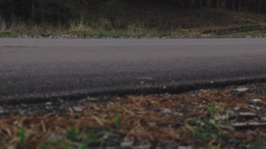 Çölün ortasında kuraklığın yol açtığı büyük çatlaklara sahip ölü bir ağaç. Küresel ısınma kavramı.