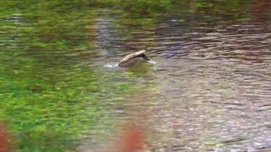 Bir ördeğin yiyecek aramak için suya dalışının yavaş çekim görüntüsü..