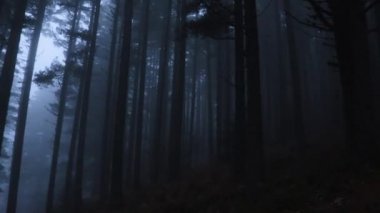 Büyük ağaçları ve sisi olan korkunç perili orman..