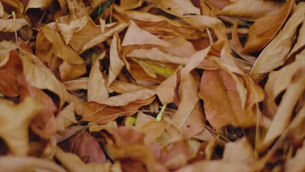 나뭇잎에 떨어지는 카메라 공원에 카메라에요 빈티지 — 비디오