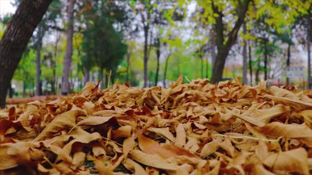 秋天的时候 相机落在公园里一堆褐色的叶子上 过时的旧技术概念 图库视频片段