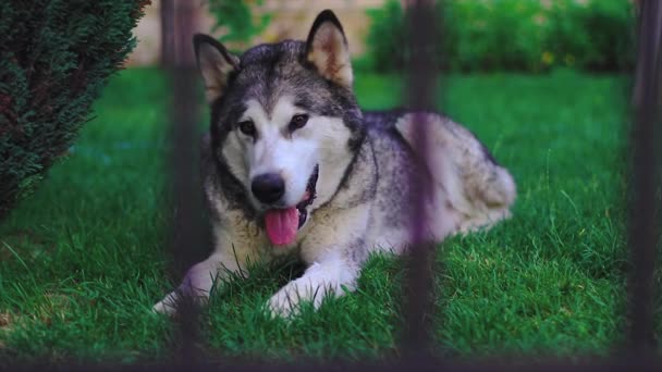 Marido Siberiano Deitado Grama Jardim Bonito Doméstico Pet Husky Relaxante — Vídeo de Stock