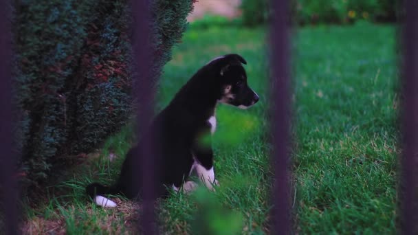 Μικρό Μαύρο Κουτάβι Husky Άλμα Γύρω Από Γρασίδι Ενός Κήπου — Αρχείο Βίντεο