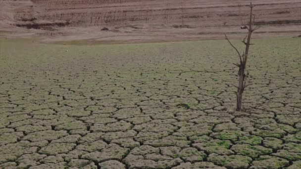 Мертвое Дерево Посреди Пустыни Большими Трещинами Земле Вызванными Засухой Концепция — стоковое видео