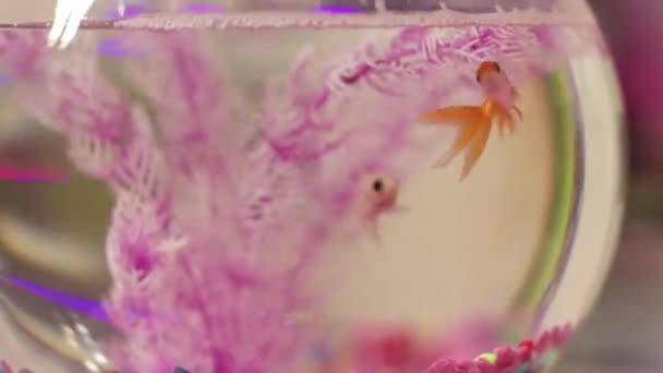 Fisch Einer Schüssel Mit Dekorativen Rosa Gefälschten Korallen Und Gras — Stockvideo