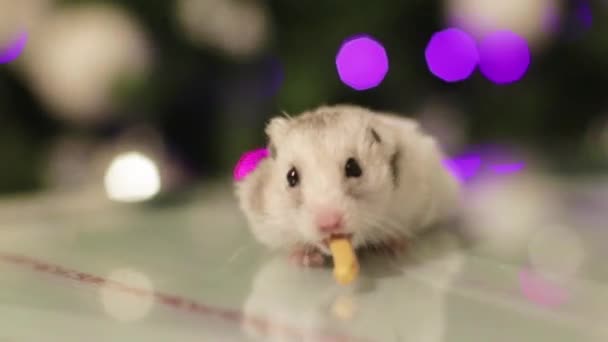 Hamster Comer Lanche Câmera Lenta Com Luzes Natal Fundo Borrado — Vídeo de Stock