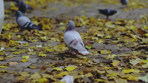 秋に公園で鳩と子供が怖がらせて — ストック動画