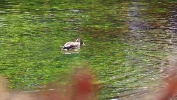 Duck Búvárkodás Vízben Egyik Fele Test Míg Lábak Kívül Víz — Stock videók