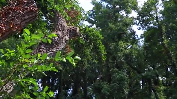 在植被茂密的森林里追踪树木的镜头 — 图库视频影像