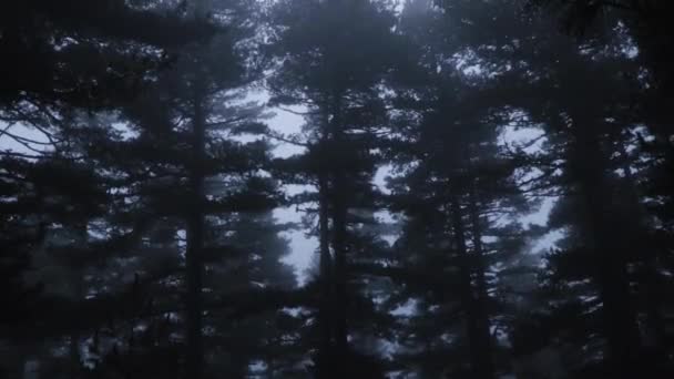 Evergreen Trees Fog Mist Mountain Autumn — Stock Video