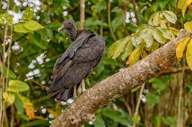 Meksika, Veracruz 'da Catemaco yakınlarında Sontecomapan' da ağaç dalında Amerikan kara akbabası.