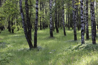 Parktaki huş ağaçları