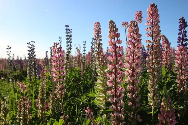 Pembe Lupinler Güneşli Bir Günde — Stok fotoğraf