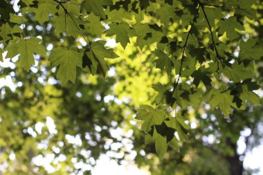 Yapraklı Ağaç Dalları