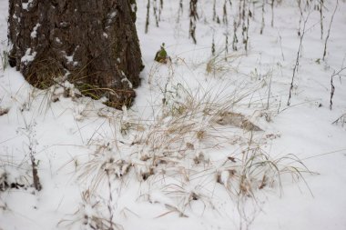 Kuru çimenler yumuşak ve yumuşak karla kaplıdır. Yumuşak ve yumuşak kar etraftaki her şeyi örttü..