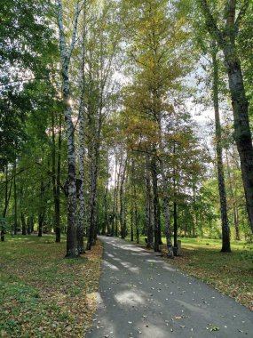 Birch sokağı güneşli bir yaz gününde.