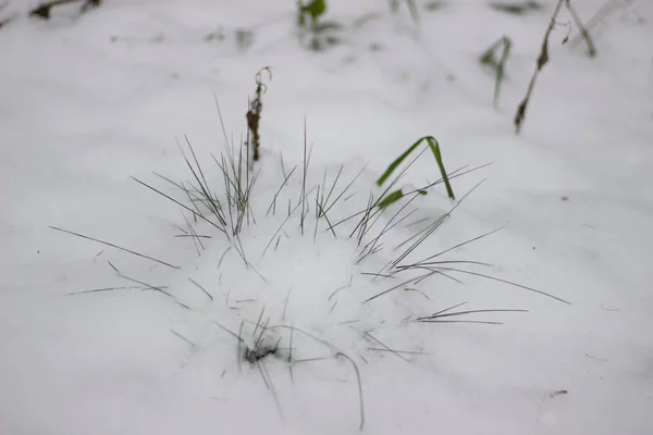 Зеленая Трава Покрытая Пушистым Мягким Снегом — стоковое фото