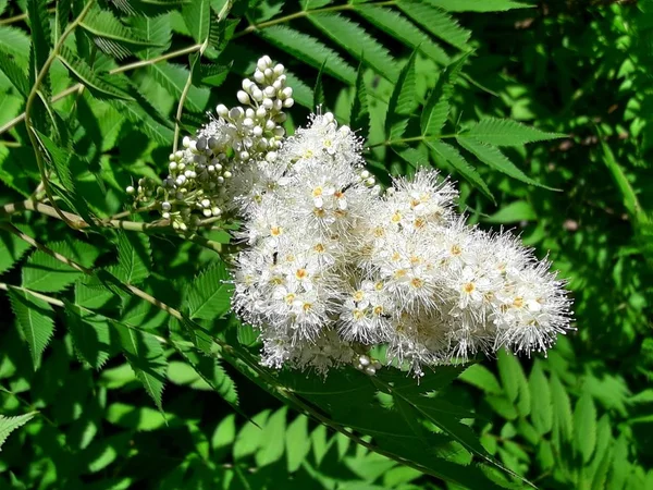 Summer white flower with small flowers