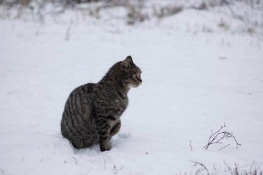 Kış manzarasında kedi gözetimi