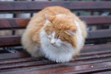 Beyaz göğüslü, tüylü, kırmızı bir kedi bir dükkanda uyuyor..