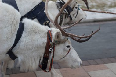 Kuzey geyiği Tula 'yı ziyarete geldi.