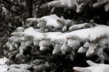 Karla kaplı ladin dalı