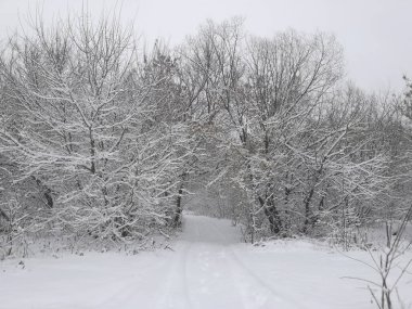 Kar yolu kış ormanında ayrılıyor.